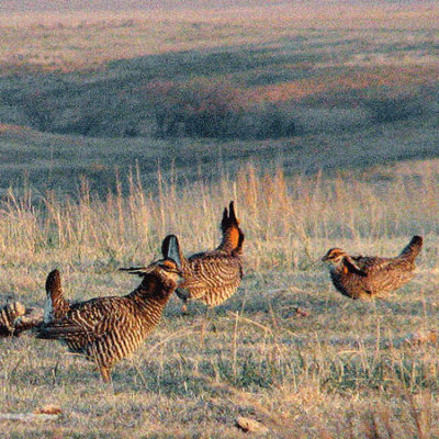 Prairie Chicken Dance Tours - Birdwatching in McCook, NE